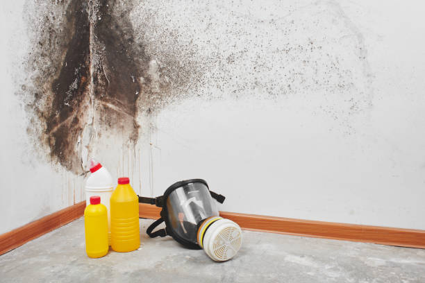 Mold Removal Process in Belle Rose, LA