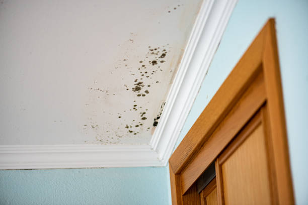 Best Residential Mold Removal  in Belle Rose, LA