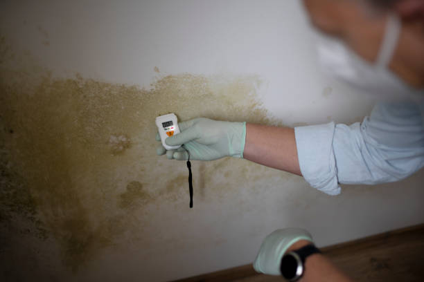 Professional Mold Removal in Belle Rose, LA