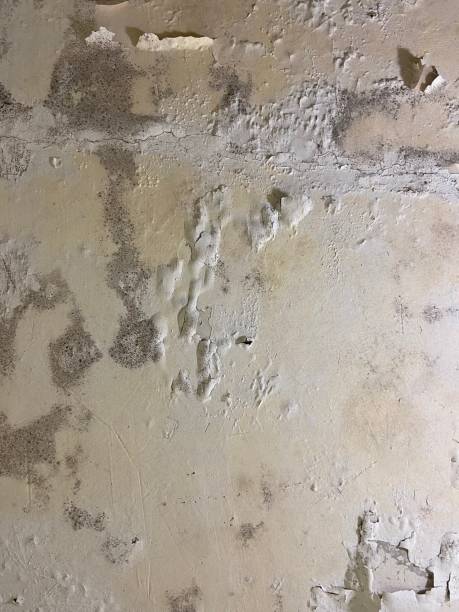 Best Mold Testing  in Belle Rose, LA